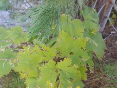 Vitis vinifera