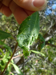 Liothrips ilex