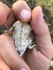 Phrynosoma hernandesi