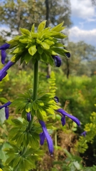 Salvia mexicana