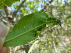 Liothrips ilex
