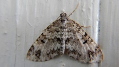 Xanthorhoe lacustrata