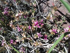 Krameria cistoidea