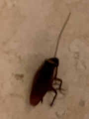 Periplaneta australasiae