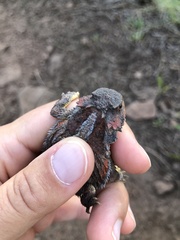 Phrynosoma hernandesi