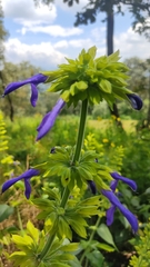Salvia mexicana