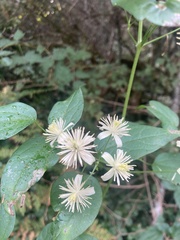 Clematis vitalba