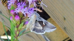 Anagrapha falcifera