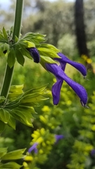 Salvia mexicana