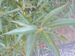 Salix lasiandra