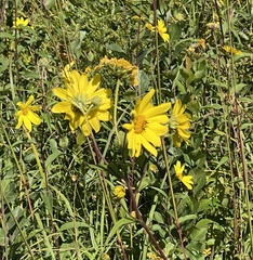 Helianthus giganteus