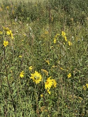 Helianthus giganteus