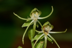 Habenaria