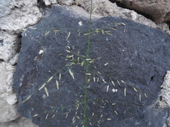 Poaceae