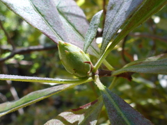 Rhododendron occidentale