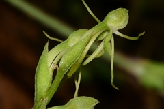 Habenaria