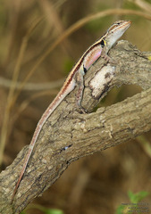 Sceloporus variabilis marmoratus