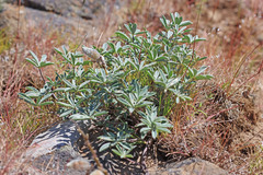 Lupinus saxosus