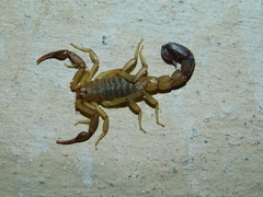 Vaejovidae