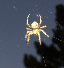 Araneus gemmoides