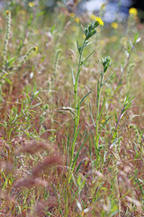 Madia citriodora
