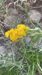 Solidago velutina