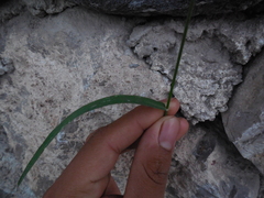 Poaceae