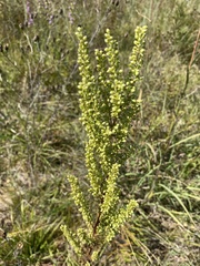 Artemisia campestris