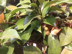 Camellia japonica