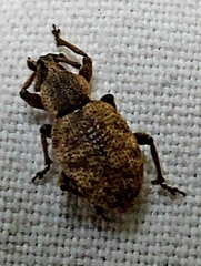 Otiorhynchus singularis