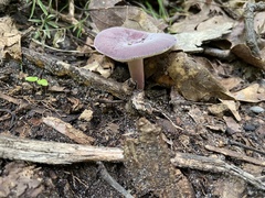 Russula mariae