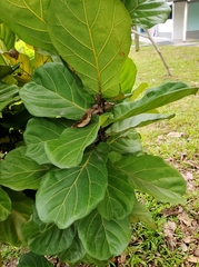 Ficus lyrata