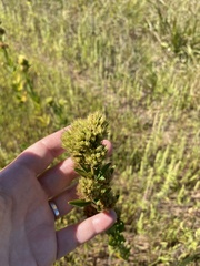 Artemisia campestris