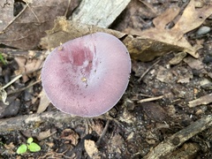Russula mariae