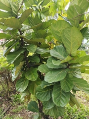 Ficus lyrata