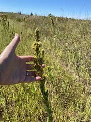 Artemisia campestris