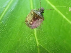 Cosmopepla intergressa