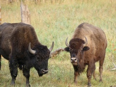 Bison bison bison