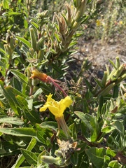 Oenothera elata