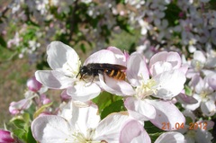 Dasyscolia ciliata