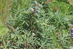 Lupinus saxosus