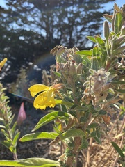 Oenothera elata