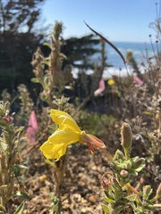 Oenothera elata