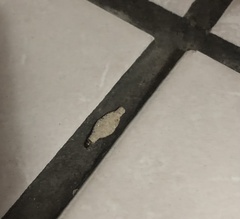 Phereoeca