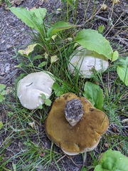 Boletus barrowsii