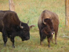 Bison bison bison