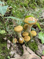 Armillaria