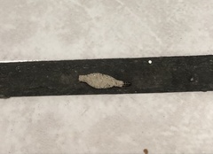 Phereoeca