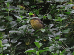 Atlapetes pallidinucha