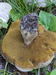 Boletus barrowsii